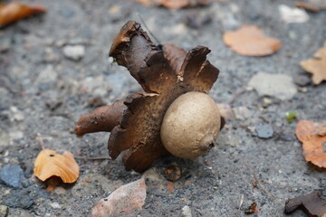 Geastrum triplex, also known as Geastrum michelianum, commonly known as collared earth star, wild...