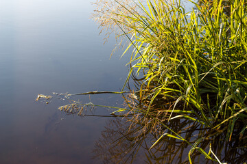 Natural background with a view of the shore of a pond overgrown with green reeds