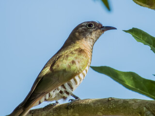 Little Bronze Cuckoo in Queensland Australia