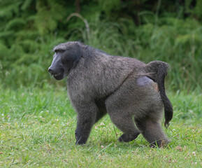 Big large male baboon walking on green grass turf bordering the forest; "George" the baboon from Nelson Mandela University, South Africa  