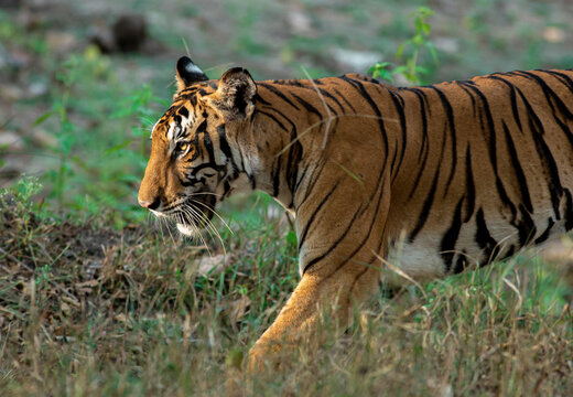 Adult Bengal tiger staring; tiger stare; Sunshine on tiger face glistening eyes, resting in the sun; cat in sunlight highlights spot pattern; from Nagarhole (Kabini) National Park Sri Lanka