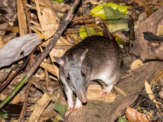 Long-nosed Bandicoot in Queensland Australia