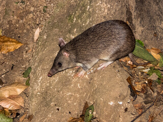 Long-nosed Bandicoot in Queensland Australia