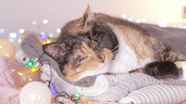 happy beautiful brown adult domestic chimera cat on stack warm sweaters, Christmas garlands, Christmas Holidays, coziness at home, warmth and comfort on chilly winter day