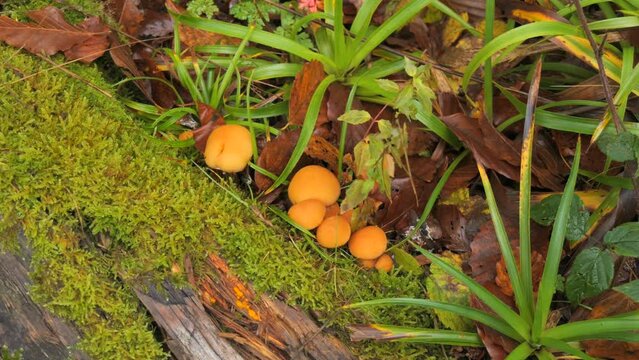 Many forest mushrooms that grow on the ground covered with moss. Autumn harvest of mushrooms in the forest