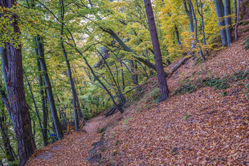 Autumnal trees on Kepa Redlowska cliff-like coastline on the edge of Orlowo and Redlowo area of...