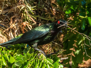 Metallic Starling in Queensland Australia