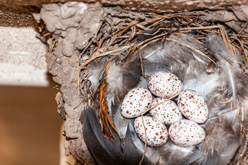 Six beautiful swallow eggs, Hirundo Rustica, on a feather mattress, in the nest, in spring.