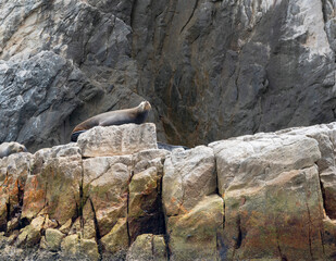 seals sunning and sleeping on racks offshore of cabo san lucas