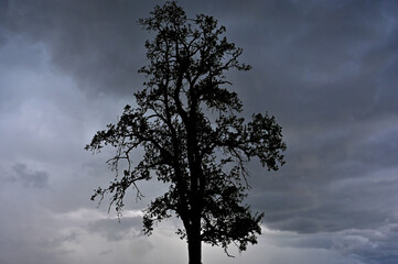 Fototapeta na wymiar Tree in front of an approaching thunderstorm