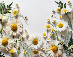 floral pattern with chamomile; flowers on white background; flat lay, free place for your text