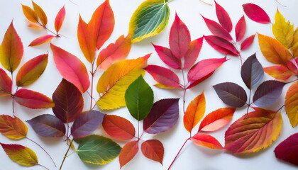 floral pattern; colorful bright autumn leaves on a white background