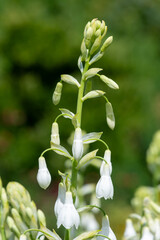 Summer hyacinth (ornithogalum candicans) flowers in bloom