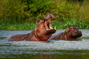 Hippopotamus - Hippopotamus amphibius or hippo is large, mostly herbivorous, semiaquatic mammal native to sub-Saharan Africa. Adult with opened mouth and small cub - 683083083