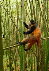 Golden Monkey - Cercopithecus kandti originally subspecies of Blue monkey (Cercopithecus mitis kandti), found in Mgahinga in Uganda, Volcanoes in Rwanda and Virunga in highland forest near bamboo.