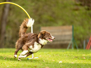Fast australian shepherd dog is running through an arc in Hoopers course.