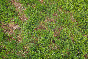 Green spring grass grows on brown ground. Natural background, copy space. Grass leaf texture.