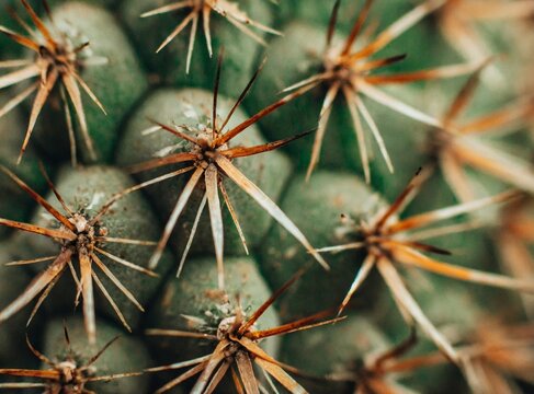 Cactus macro photography background