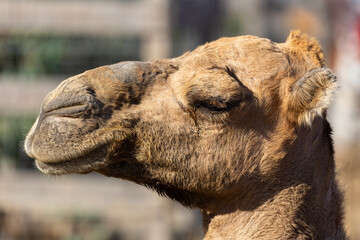 Camel - detail of a camel's head in profile.