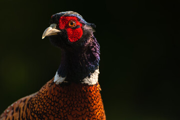 The common pheasant, Phasianus colchicus, is a bird in the pheasant family