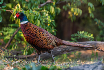 The common pheasant, Phasianus colchicus, is a bird in the pheasant family