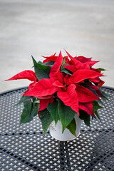 Classic red poinsettia plant in a white pot on the wrought iron patio table
