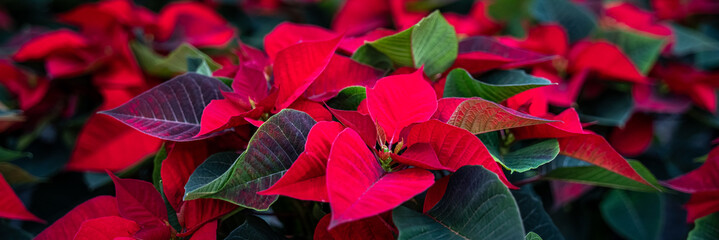 Mass of live Christmas Eve Red poinsettia plants as a Christmas background
