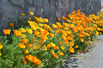 Jolies fleurs sur la c&ocirc;te bretonne