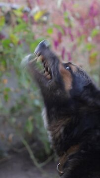 Aggressive barking old German shepherd. Aggressive dog shows dangerous teeth. Vertical video.