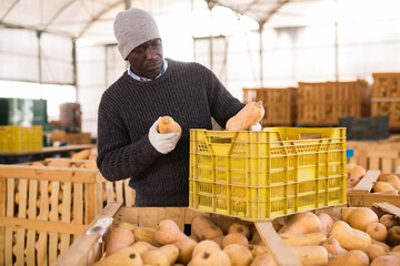 African-american man warehouse worker filling crate with honeynut squashes.