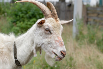 Portrait of white adult goat grassing on green meadow at village countryside.