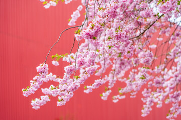 pink flowers of tree with red background