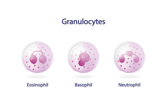 Granulocytes, basophil, neutrophil, eosinophil.  Leukocytes, White blood cell. vector illustration. Vector illustration.