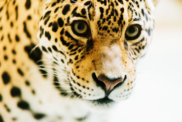 Leopard pantera padus kotiya in the rock © Ivan Zelenin