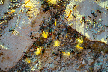 macro photography of a round hole anthill with ants in focus and others out of focus