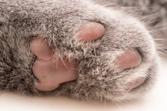 close-up macro photography of shorthair gray cat hand