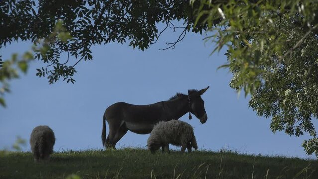 Donkey and sheep on green hill