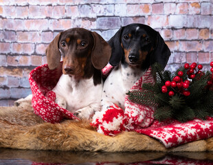 tvo dachshunds color piebald brown and black winter decor