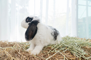 Lovely furry hare baby rabbit Holland lop looking at something sitting on dry straw grass over...