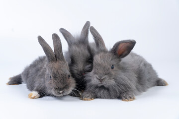 Adorable furry baby bunny rabbits sitting and lying together playful over isolated white...
