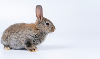 Adorable newborn baby rabbit bunnies brown looking at something sitting over isolated white background. Puppy lovely furry brown bunny ears rabbit playful with copy space. Easter bunny animal concept.