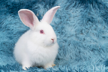 Lovely healthy baby rabbit ear bunny sitting playful on blue background. Little tiny furry white infant bunny bright eyes rabbit watching something on carpet blue background. Easter animal pet.