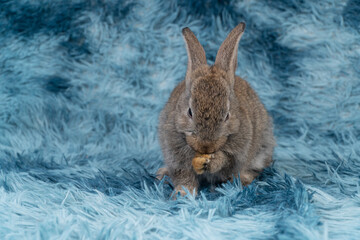 Lovely healthy baby rabbit ear bunny clean body sitting playful on blue background. Little tiny furry gray infant bunny bright eyes rabbit cleaning body on carpet blue background. Easter animal pet.