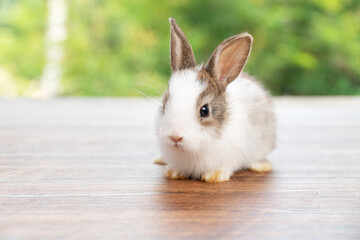 Lovely baby rabbit furry bunny looking something sitting alone on wooden over blurred green nature background. Adorable little bunny ears rabbit playful on green spring time. Easter animal concept.