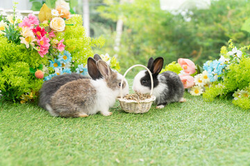 Healthy infants rabbits bunny hungry eating dry alfalfa field in basket sitting together on green...