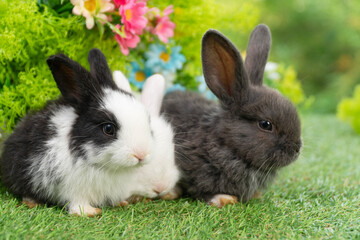 Three adorable fluffy baby bunny rabbit sitting playful together on green grass flowers over bokeh...