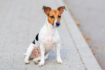 A cute Jack Russell Terrier dog sits funny on the sidewalk. Pet portrait with selective focus