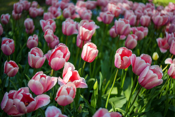 Pink Tulips from Gothenburg in Spring