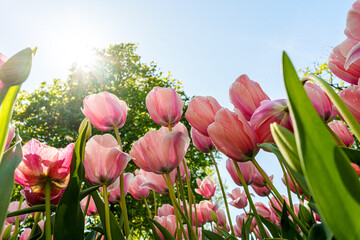 Pink Tulips from Gothenburg in Spring