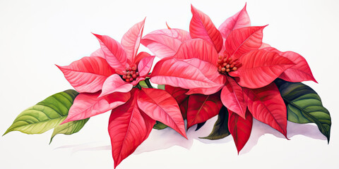 Watercolour illustration of poinsettia , watercolor